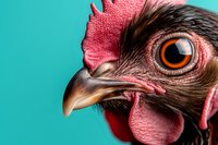 Extreme close up macro shot of rooster head with bright red comb and wattles against turquoise background showing detailed eye, beak and feather texture.