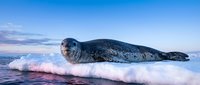 Spotted seal resting on ice floe in arctic waters during twilight hour with dramatic sky and ocean waves splashing against frozen surface.