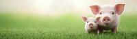 Two adorable pink piglets standing together on green grass meadow against blurred natural background, banner format panoramic composition.