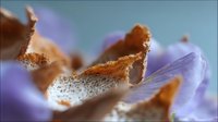 Delicate purple flower petals with brown dried leaves covered in morning frost crystals, creating dreamy natural macro photography with soft bokeh background.