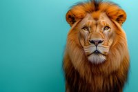 Majestic male lion with vibrant orange mane portrait against turquoise background, displaying powerful and noble expression. Wildlife studio photography for nature concepts.