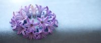 Purple hyacinth flowers arranged in circular pattern on soft gray surface with gentle lighting for spring decoration and floral design projects.