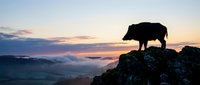 Wild boar silhouette standing on rocky cliff at sunrise with misty valley landscape below. Dramatic mountain scenery for outdoor adventure concepts.
