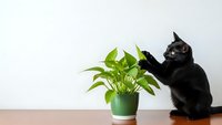 Black cat playing with green houseplant leaves on wooden table against white wall background for pet care and indoor gardening concepts.