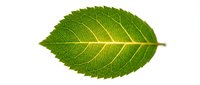 Fresh green leaf with visible veins isolated on white background, suitable for botanical, nature, and wellness design projects.