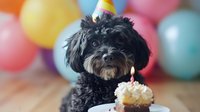 Black poodle mix dog wearing party hat looking at birthday cupcake with lit candle against colorful balloon background during pet celebration party.