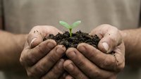 Cupped hands protecting young green seedling growing from rich dark soil symbolizing environmental care, growth, and sustainable agriculture practices.
