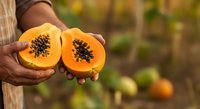 Farmer holding freshly cut papaya halves showing black seeds in orchard garden setting for agricultural and food production concepts.