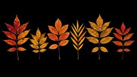 Autumn leaf branches in warm fall colors isolated on transparent background, ready for t-shirt designs, clipart, stickers, sublimation, print-on-demand products and seasonal crafts.