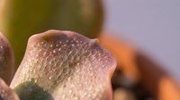 Close-up of textured plant surface with water droplets, showcasing natural botanical details and organic patterns for macro photography, nature, and scientific educational use.