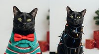 Close-up portrait of black cat wearing turquoise striped sweater with red bow tie and black cat in harness with leash indoors.