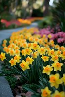 Vibrant yellow daffodils blooming along garden pathway with pink flowers in background, creating colorful spring landscape for garden and nature photography.