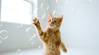 Orange tabby kitten playing with soap bubbles in bright white room, reaching paw up to catch floating bubbles, playful domestic cat behavior indoors.