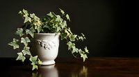 Potted ivy plant in white ceramic urn on wooden surface against dark background, suitable for interior design and home decor projects.
