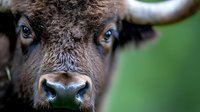 Close up portrait of young brown bison face showing intense blue eyes and detailed fur texture against blurred green natural background, wildlife photography.
