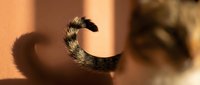 Striped cat tail curled in sunlight casting shadow on warm beige wall, feline pet relaxation moment captured in golden hour lighting for home decor concepts.