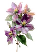 Watercolor clematis flowers in purple and pink tones with green leaves on transparent background, isolated botanical illustration for floral design projects.