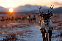 Reindeer standing in snowy landscape during golden sunset, mountain silhouettes in background with herd grazing. Dramatic winter wildlife scene captured in warm light.