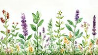 Watercolor meadow flowers and herbs border with purple lavender, green leaves and wildflowers on white background, botanical garden illustration.