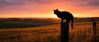 Black cat silhouette sitting on wooden fence post at golden hour sunset over rural farmland with warm orange and pink sky colors creating peaceful countryside scene.
