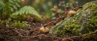 Line of brown ants marching across moss-covered log in forest floor with ferns creating natural woodland ecosystem scene for nature and wildlife content.