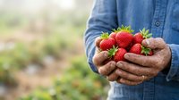 Young male farmer holding fresh ripe strawberries in cupped hands at harvest time in agricultural field. Suitable for farming, agriculture, and food production content.