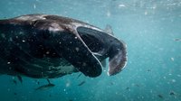 Manatee swimming underwater in crystal clear turquoise water with sunlight filtering through surface creating magical aquatic scene for marine wildlife content.