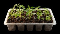 Seedling plants in biodegradable peat pots isolated on transparent background, ready for gardening designs, t-shirt graphics, clipart, stickers, and print-on-demand products.