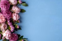 Fresh pink roses and purple chrysanthemums arranged on left border against light blue background, creating elegant floral frame with copy space.