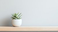 Small green succulent plant in white ceramic pot on wooden shelf against light gray wall, minimalist home decor composition with copy space for text.
