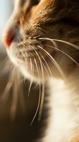 Extreme closeup of a tabby cat muzzle with long delicate whiskers glowing in warm sunlight, shallow depth of field, soft bokeh background.