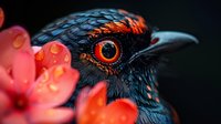 Close-up macro shot of exotic bird with vibrant orange eye and iridescent blue-black feathers against blurred red flower petals with water droplets in background.