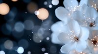 Delicate white cherry blossoms with golden stamens against dreamy bokeh background with sparkling lights for spring wedding invitations and romantic designs.