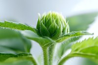 Young green sunflower bud with delicate fuzzy texture and soft morning light, macro photography showing intricate natural patterns and fresh spring growth.