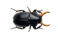 Black stag beetle with orange mandibles isolated on white background, macro photography view from above showing detailed insect anatomy and texture.