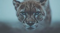 Wild cat portrait with piercing blue eyes and spotted fur pattern against soft blurred background for wildlife photography and nature design projects.