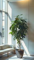 Tall ficus plant in modern gray pot near bright window with natural sunlight casting shadows. Minimalist living room corner with beige sofa and clean walls.