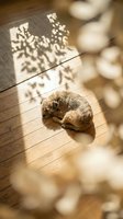 Reddish-brown puppy sleeping on wooden floor in sunlight with decorative shadow patterns and blurred toys nearby.