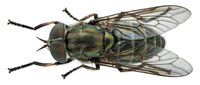Robber fly with transparent wings and dark metallic body isolated on white background, ready for design use, educational materials, and entomology illustrations.