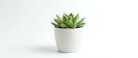 Potted succulent plant with green rosette leaves in white ceramic container, isolated on white background for interior design and home decor projects.