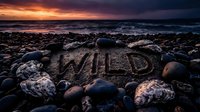 Word WILD carved in wet sand on rocky beach at dramatic sunset, surrounded by stones and shells with moody ocean waves in background.