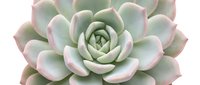 Succulent plant with pale green and pink rosette leaves arranged in geometric pattern, isolated on white background for design projects.