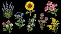 Wildflower botanical illustrations isolated on transparent background, ready for t-shirt design, clipart, stickers, print-on-demand products and sublimation projects.