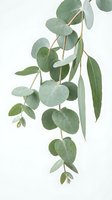 Eucalyptus branch with round and elongated green leaves isolated on white background, suitable for botanical illustrations, wellness designs, and natural product packaging.