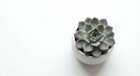 Green purple succulent plant in white ceramic pot on clean white background for home decor and gardening projects.