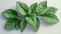 Fresh green leaves with prominent veins arranged in a decorative pattern on light background, isolated botanical element for nature-inspired designs.