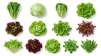 Assorted fresh lettuce and leafy greens varieties isolated on white background, including romaine, iceberg, butterhead and oak leaf types for salad preparation and healthy eating.