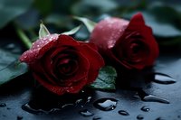 Fresh red roses with water drops on dark background, romantic mood setting with dew covered petals and green leaves in low key lighting.