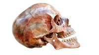 Anatomically detailed brown skull with open jaw shown in side profile view against white background, featuring realistic bone texture and natural coloring.
