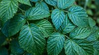 Fresh green raspberry leaves with detailed texture and natural lighting for botanical and gardening projects.